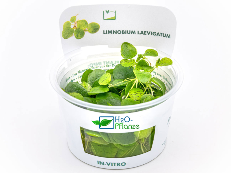 Südamerikanischer Froschbiss - Limnobium laevigatum in vitro